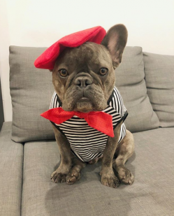 winstonthefrenchiee_.png