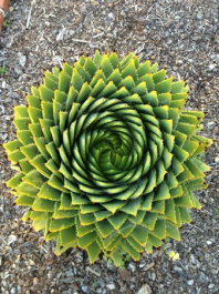 Pattern_plant_2.png