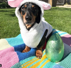 easter_pets_at_home.png